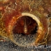 fish_bottle_kbrja1_h_0047_sul2776.jpg